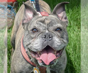 French Bulldog Dogs for adoption in Huntley, IL, USA