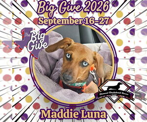 Maddie Luna - Female Dachshund Dog for Adoption - Photo #2