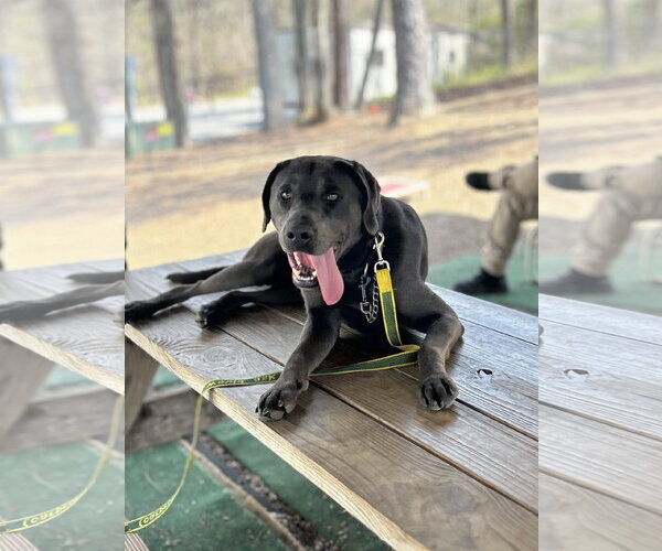 Medium Photo #2 Mutt Puppy For Sale in Clarkesville, GA, USA