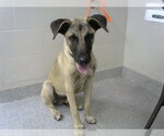 Small Labrador Retriever Mix