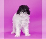Small Photo #2 Poodle (Toy)-Shorkie Tzu Mix Puppy For Sale in WARSAW, IN, USA