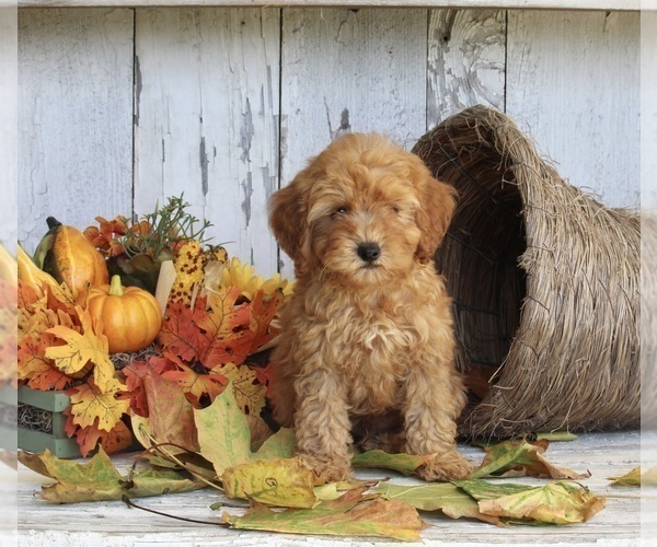 Medium Photo #3 Poodle (Toy) Puppy For Sale in FREDERICKSBURG, OH, USA