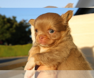 Chihuahua Puppy for Sale in SAN JOSE, California USA