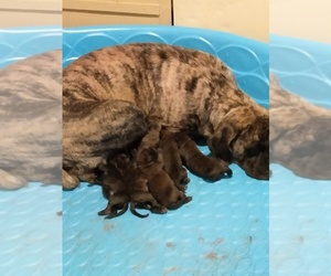 Mastiff Puppy for sale in CROSS HILL, SC, USA