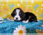 Small Photo #8 Bernedoodle Puppy For Sale in COLORADO SPRINGS, CO, USA