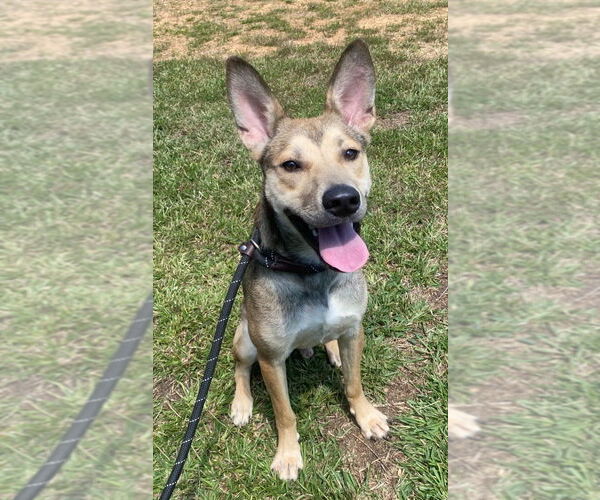 Medium Photo #5 Carolina Dog-Unknown Mix Puppy For Sale in Bryant, AR, USA