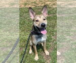 Small #4 Carolina Dog Mix