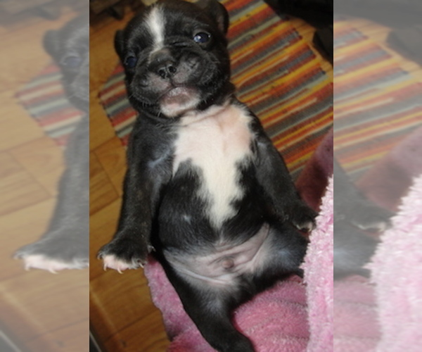 Medium Photo #10 Faux Frenchbo Bulldog Puppy For Sale in ALTOONA, KS, USA