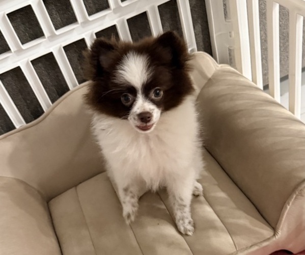 Medium Photo #8 Pomeranian Puppy For Sale in PHOENIX, AZ, USA