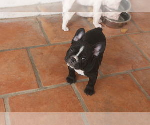 French Bulldog Puppy for sale in PHOENIX, AZ, USA