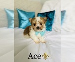 Small Photo #5 Morkie Puppy For Sale in COOKEVILLE, TN, USA