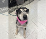 Small Catahoula Leopard Dog