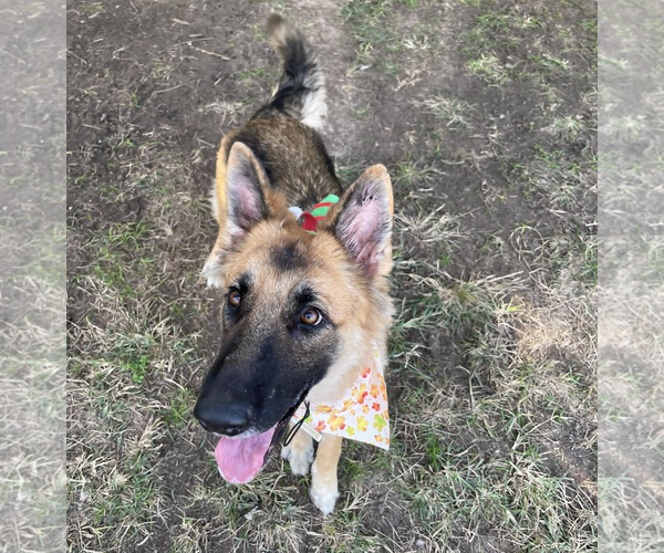 Medium Photo #4 German Shepherd Dog Puppy For Sale in Kankakee, IL, USA