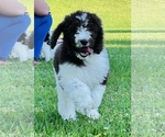 Small Photo #8 Poodle (Standard) Puppy For Sale in BURNS, TN, USA