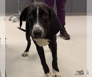 Mystery - Male Labrador Retriever-Unknown Mix Dog for Adoption - Photo #2