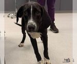 Small Photo #2 Labrador Retriever-Unknown Mix Puppy For Sale in Washington, DC, USA