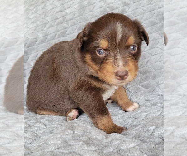 Medium Photo #2 Australian Shepherd Puppy For Sale in DOWELLTOWN, TN, USA