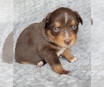 Small Photo #2 Australian Shepherd Puppy For Sale in DOWELLTOWN, TN, USA