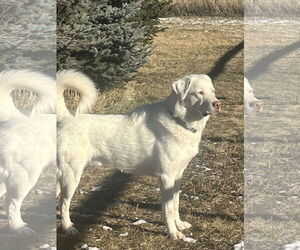 Great Pyrenees Dogs for adoption in Bountiful, UT, USA