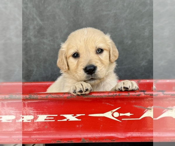 Medium Photo #12 Golden Retriever Puppy For Sale in OCALA, FL, USA