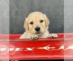 Small #11 Golden Retriever