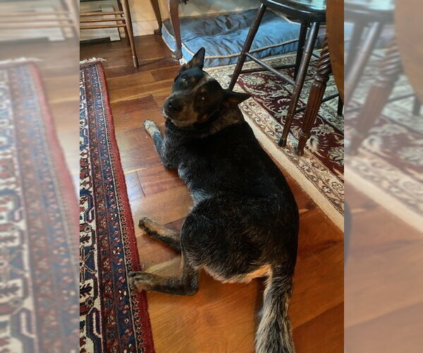 Medium Photo #4 Mutt Puppy For Sale in Garden City, NY, USA