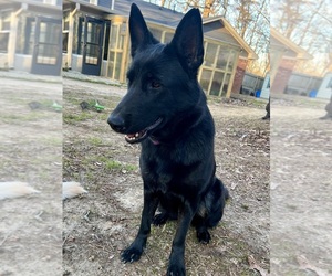 Mother of the German Shepherd Dog puppies born on 05/24/2026