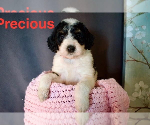 Medium Photo #4 Bordoodle Puppy For Sale in PORTLAND, TN, USA
