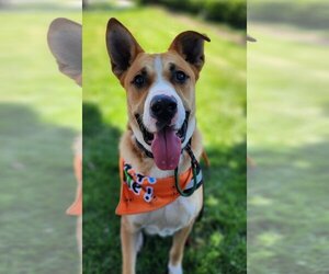 Basenji-Unknown Mix Dogs for adoption in Fallbrook, CA, USA