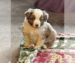 Small Photo #1 Miniature American Shepherd Puppy For Sale in GARYSBURG, NC, USA