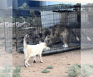 Billy - Male Mutt Dog for Adoption - Photo #2