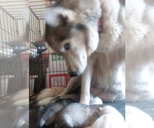 Mother of the Siberian Husky puppies born on 08/25/2020