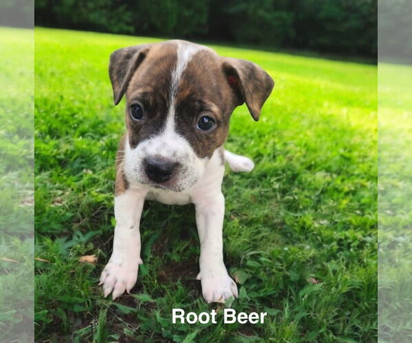 Medium Photo #3 Boston Terrier Puppy For Sale in Menifee, CA, USA