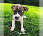 Small #2 Boston Terrier
