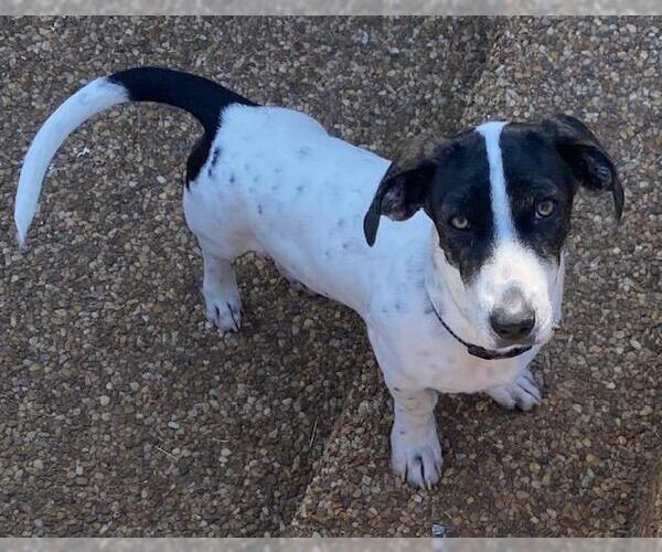 Medium Photo #1 Dachshund-Unknown Mix Puppy For Sale in Los Angeles, CA, USA