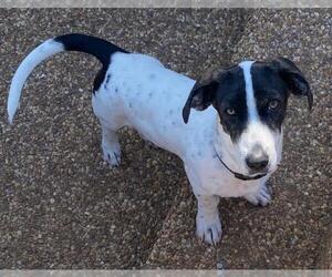 Medium Dachshund Mix
