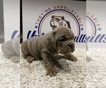 Small Photo #8 Bulldog Puppy For Sale in CENTERVILLE, OH, USA