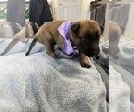 Small Photo #154 Belgian Malinois Puppy For Sale in REESEVILLE, WI, USA