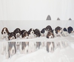 Small Photo #10 Basset Hound Puppy For Sale in SEQUIM, WA, USA