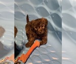 Small Photo #2 Poodle (Toy)-Shorkie Tzu Mix Puppy For Sale in LAKE GEORGE, NY, USA