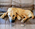 Small #11 Labrador Retriever Mix