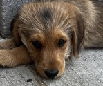 Puppy Lou German Shepherd Dog-Goldendoodle Mix