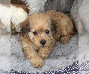Poodle (Toy) Puppy for sale in SPOTSYLVANIA, VA, USA