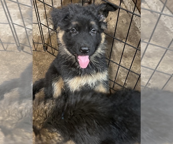 Medium Photo #5 German Shepherd Dog Puppy For Sale in HOUSTON, TX, USA