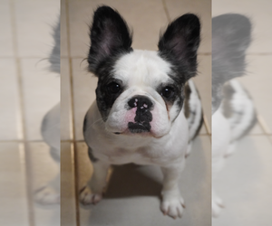 Mother of the French Bulldog puppies born on 04/29/2025