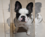Small Photo #1 French Bulldog Puppy For Sale in HOUSTON, TX, USA