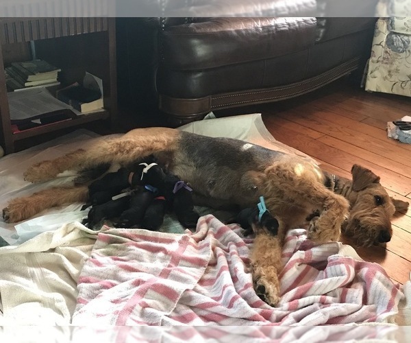 Medium Photo #2 Airedale Terrier Puppy For Sale in CROSSVILLE, TN, USA