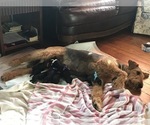 Small Photo #2 Airedale Terrier Puppy For Sale in CROSSVILLE, TN, USA