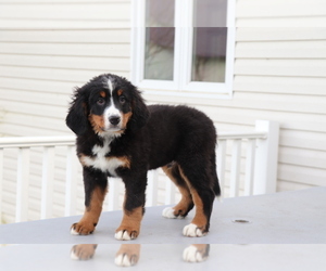 Bernese Mountain Dog Dog for Adoption in SHILOH, Ohio USA