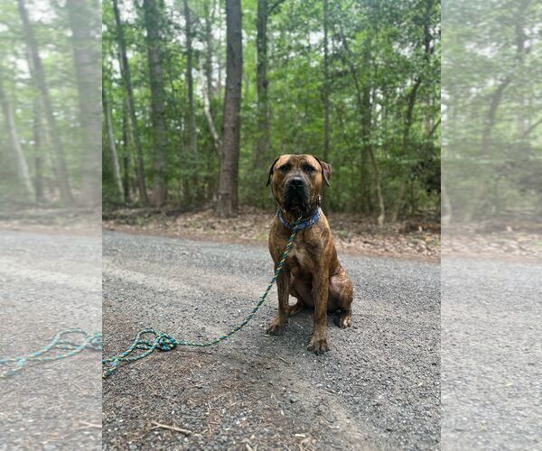Medium Photo #6 Presa Canario-Unknown Mix Puppy For Sale in Sykesville, MD, USA